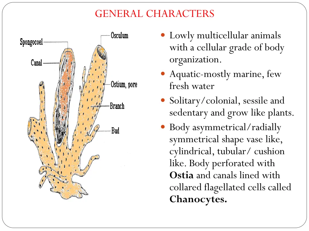 general characters