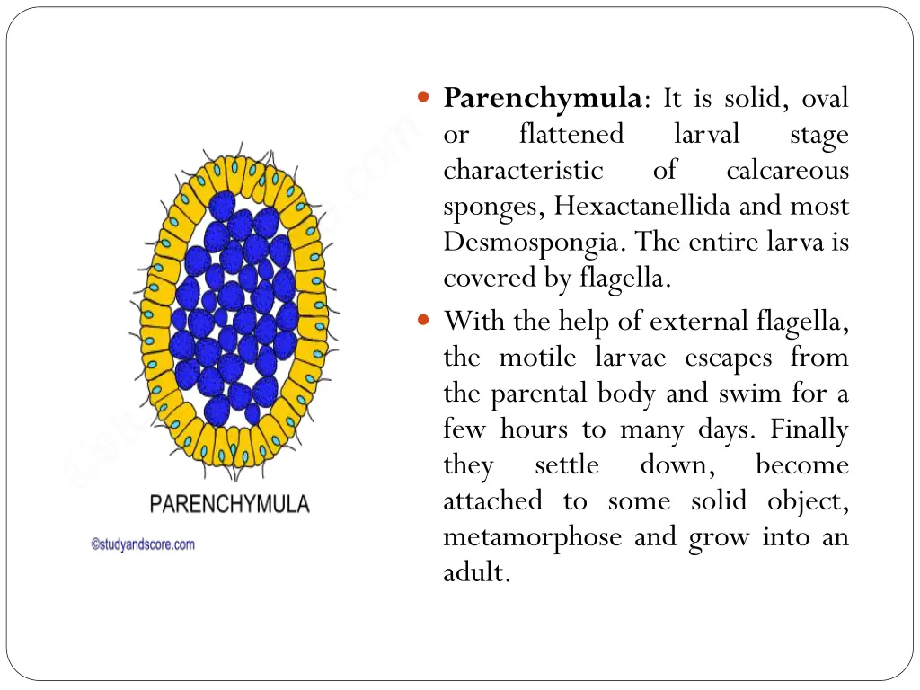 parenchymula it is solid oval or flattened