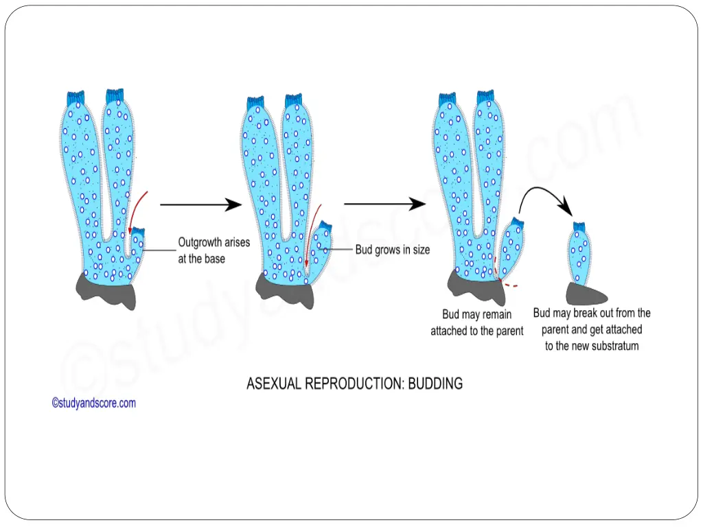 slide11