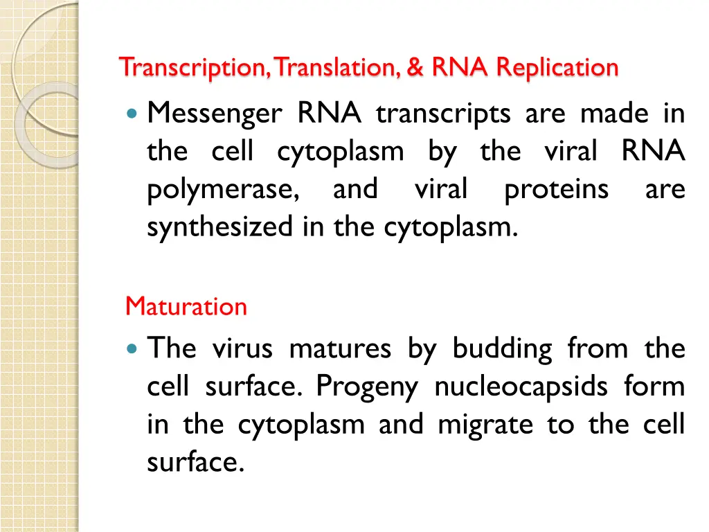 transcription translation rna replication