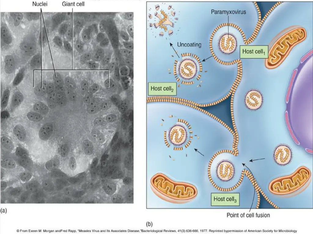 insert figure 25 5 effects of paramyxoviruses
