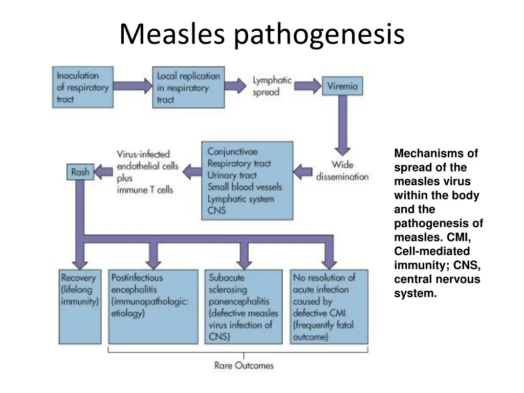 measles pathogenesis