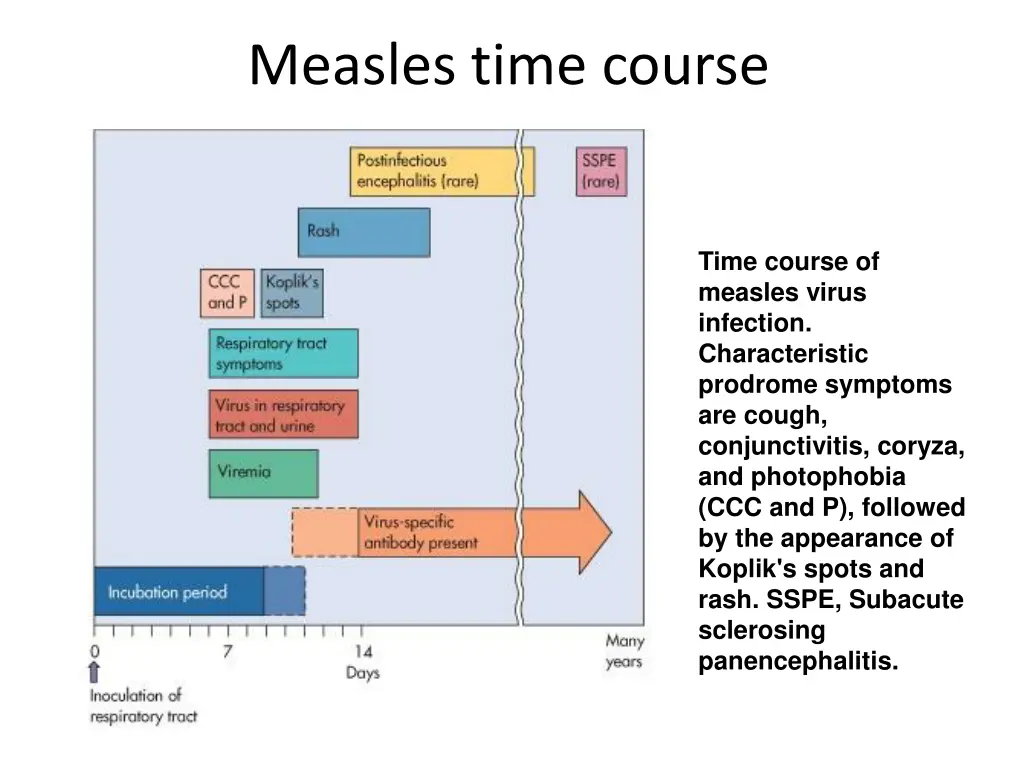 measles time course