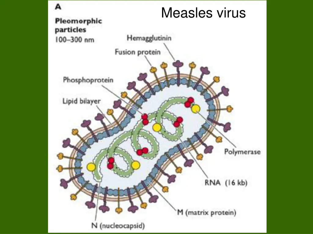 measles virus