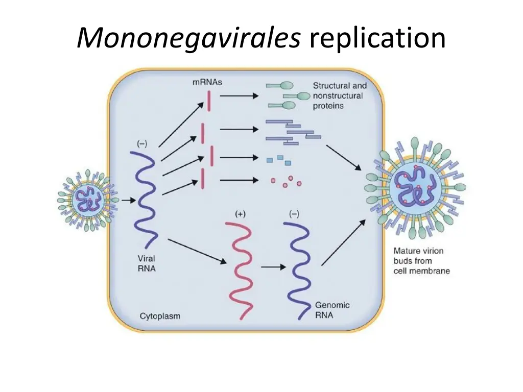 mononegavirales replication