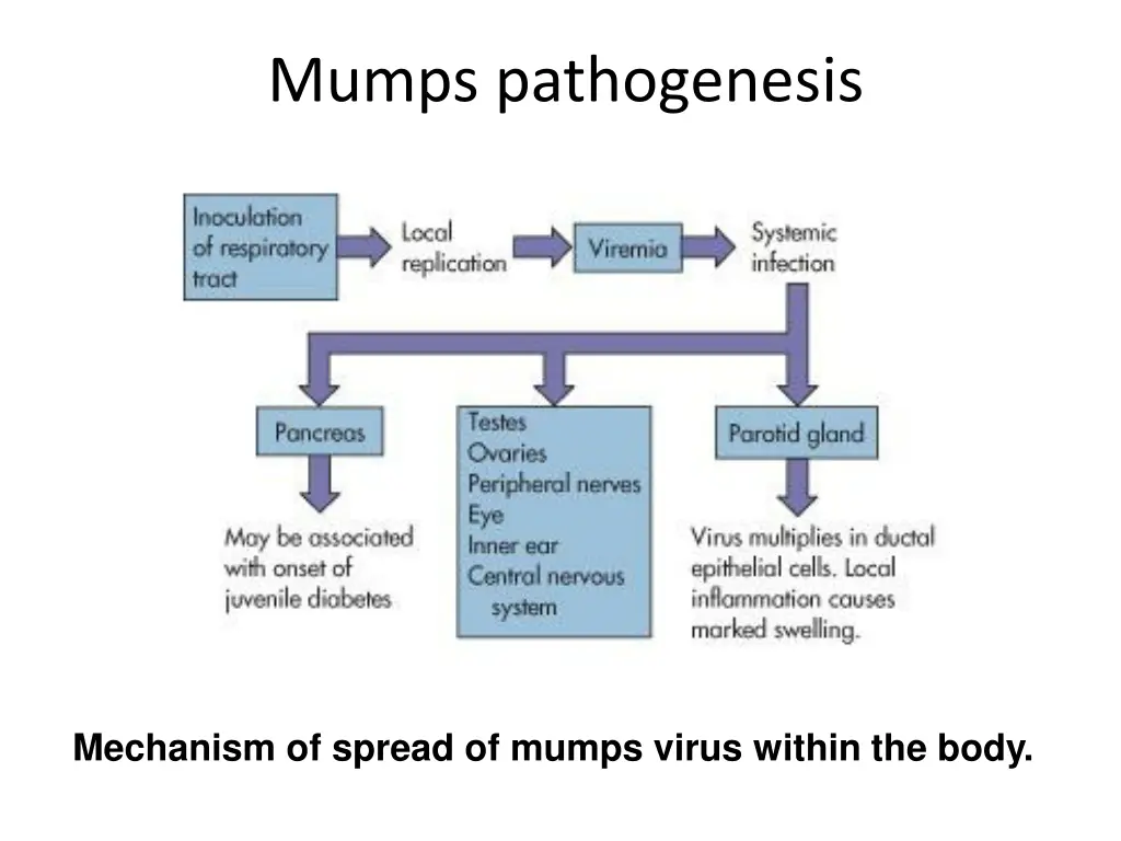 mumps pathogenesis