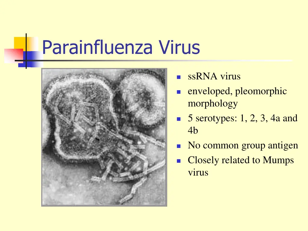parainfluenza virus