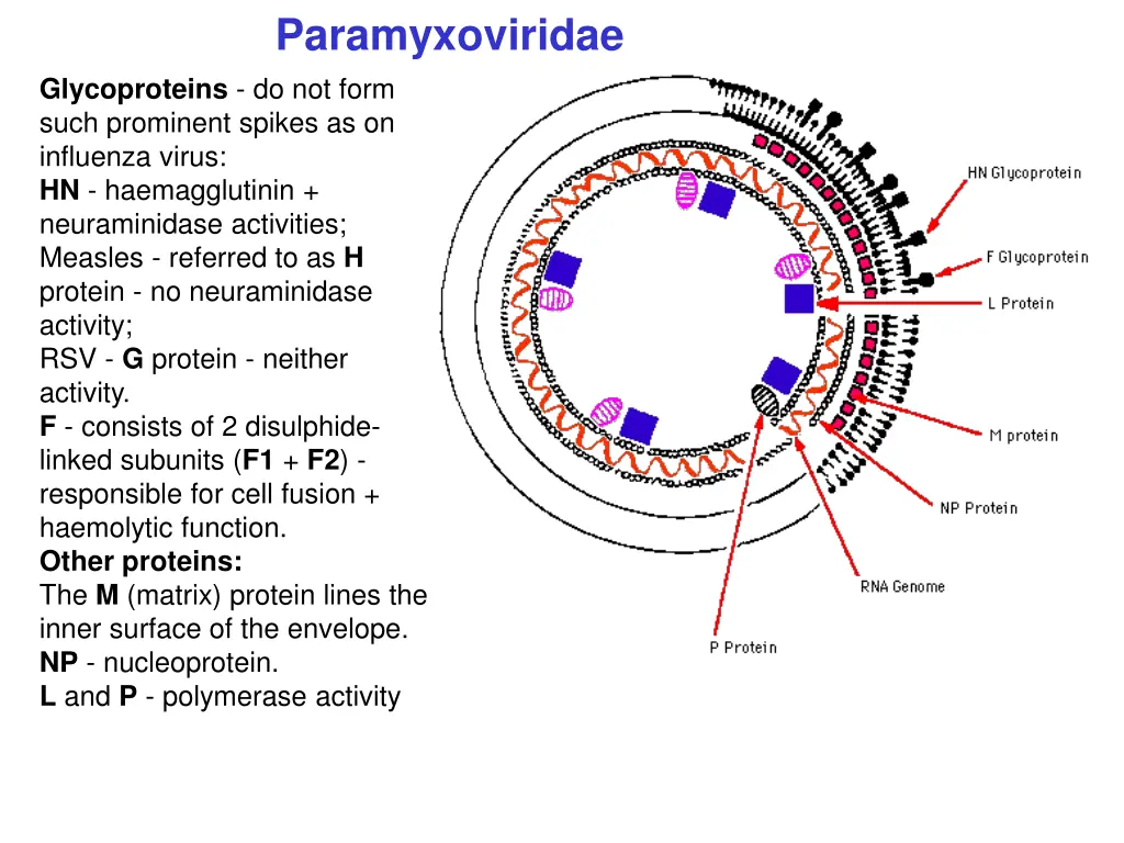 paramyxoviridae