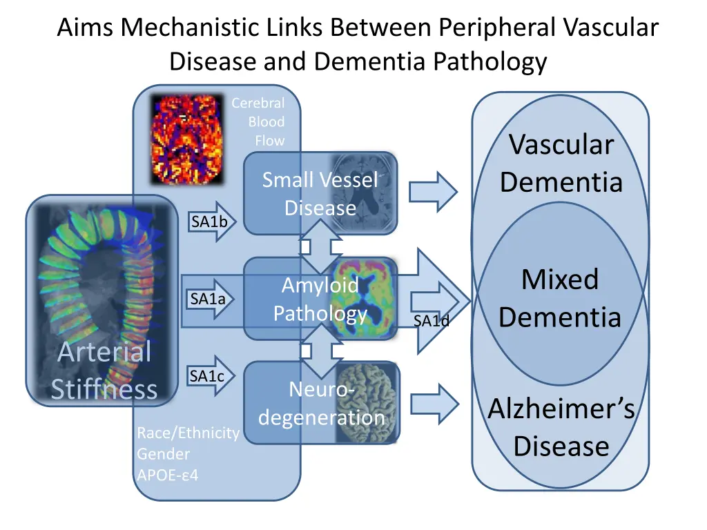 aims mechanistic links between peripheral