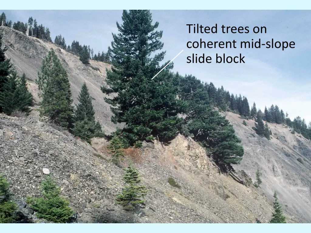 tilted trees on coherent mid slope slide block 1