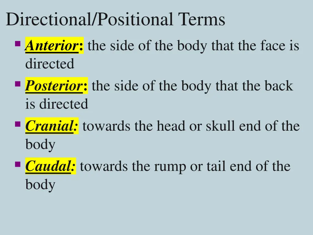 directional positional terms anterior the side