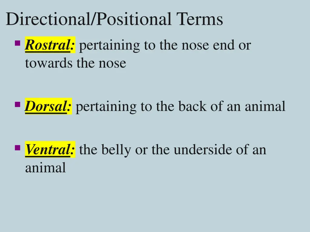 directional positional terms rostral pertaining