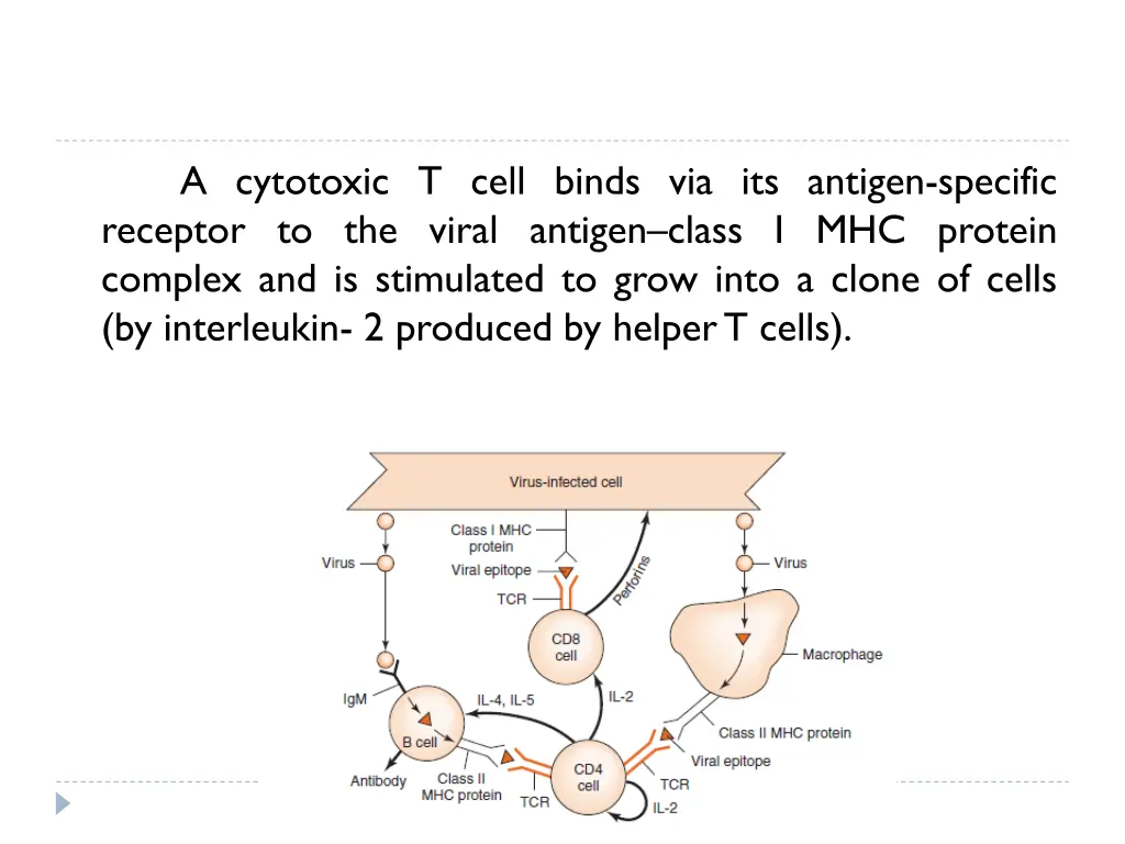 a cytotoxic t cell binds via its antigen specific