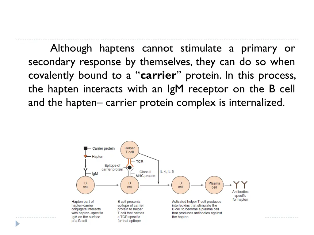 although haptens cannot stimulate a primary