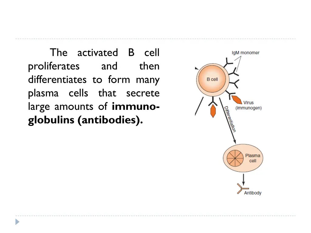 the activated b cell proliferates differentiates