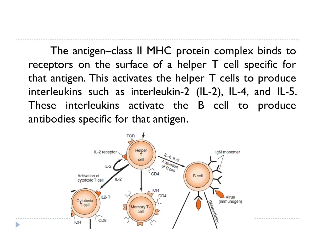the antigen class ii mhc protein complex binds