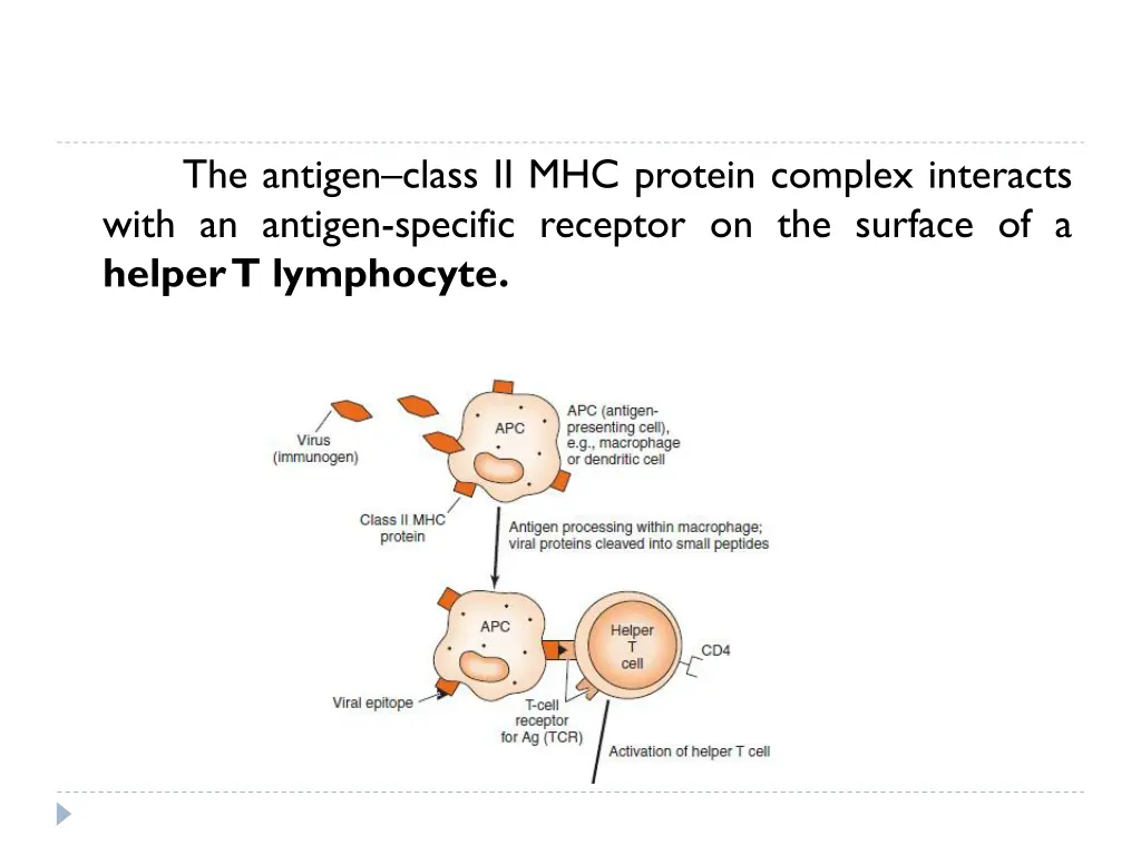 the antigen class ii mhc protein complex