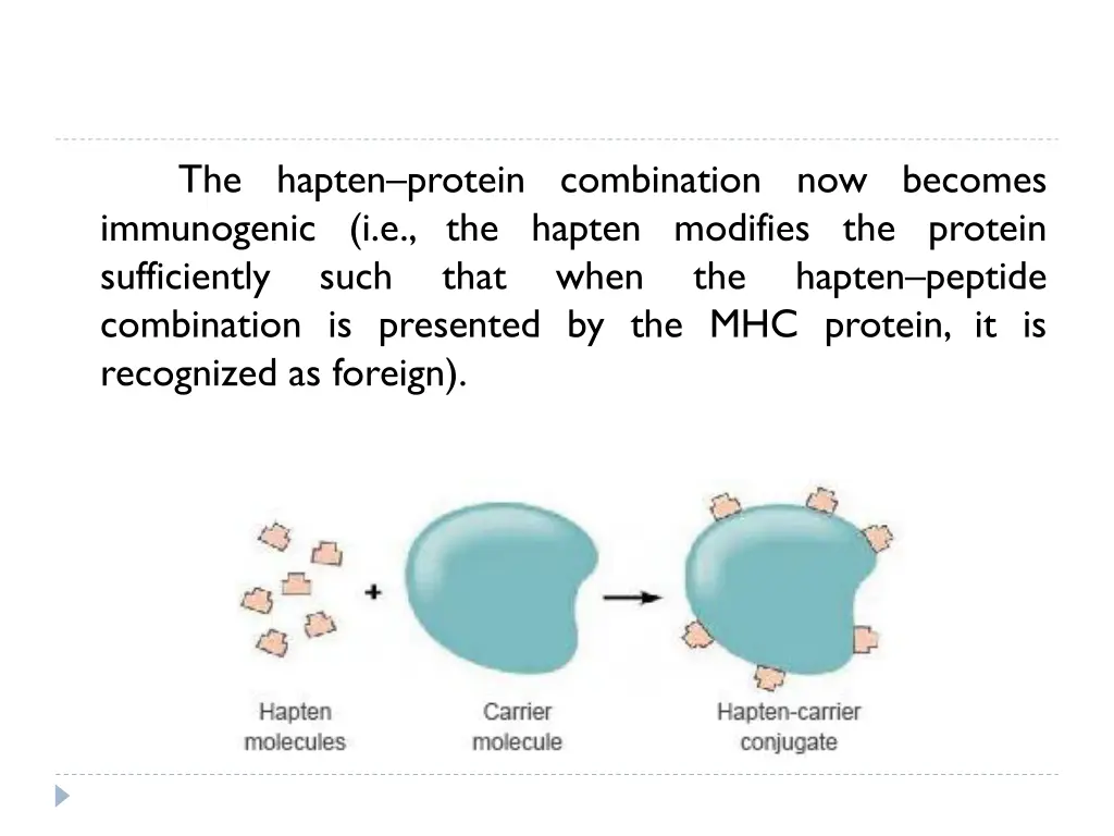 the hapten protein combination now becomes