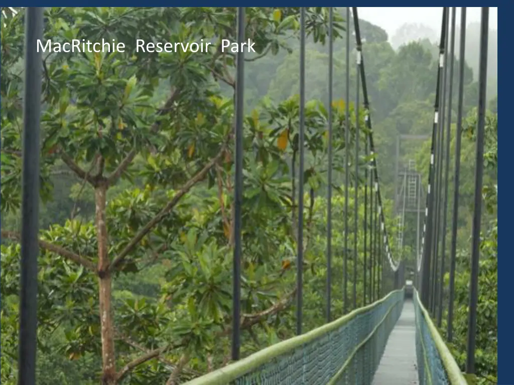 macritchie reservoir park 1