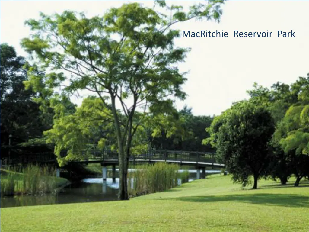 macritchie reservoir park 2