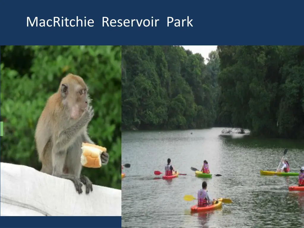 macritchie reservoir park