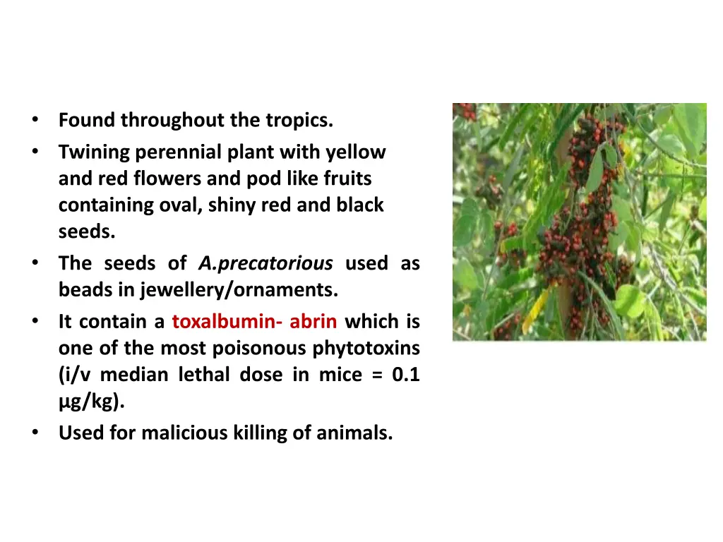 found throughout the tropics twining perennial