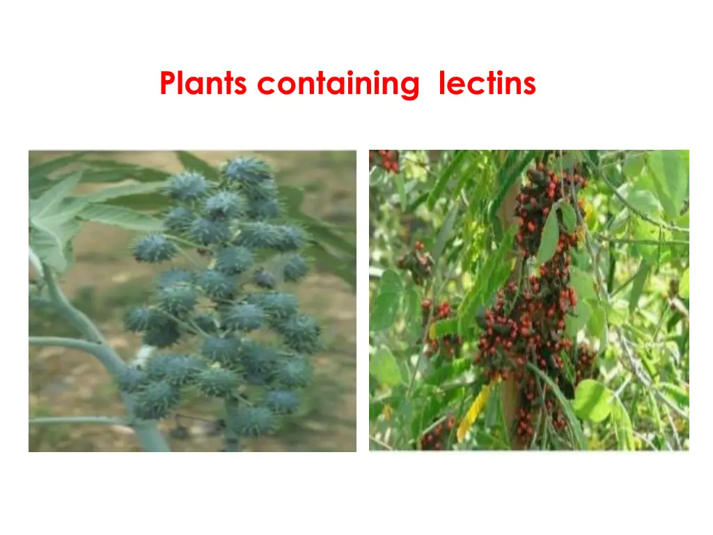 plants containing lectins