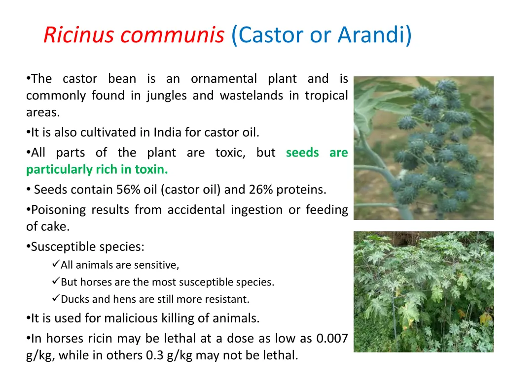 ricinus communis castor or arandi