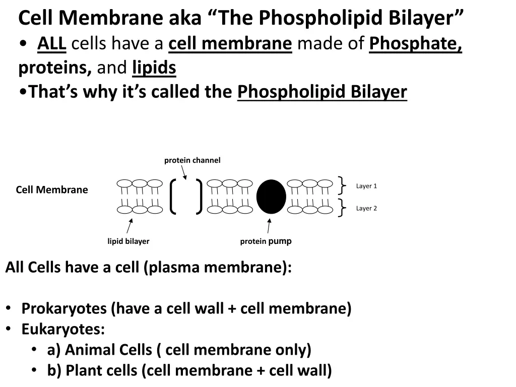 cell membrane aka the phospholipid bilayer
