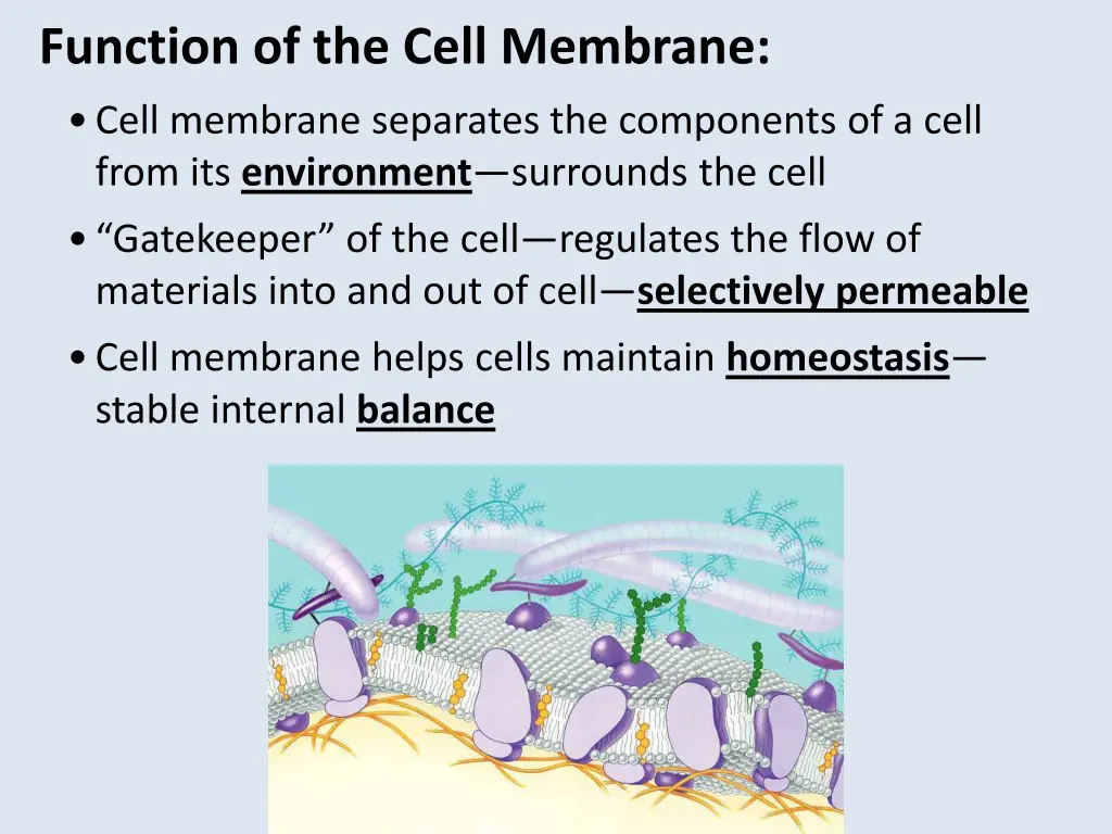 function of the cell membrane