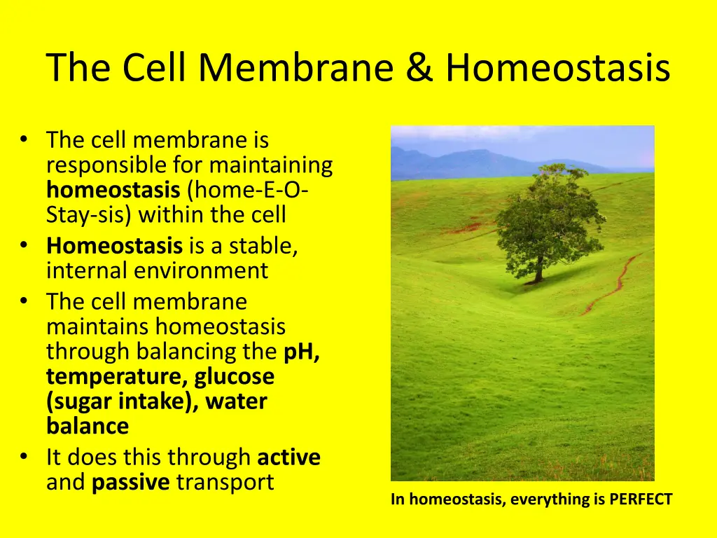 the cell membrane homeostasis