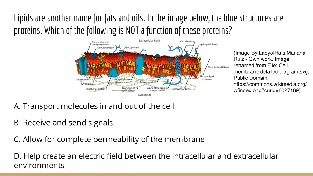 lipids are another name for fats and oils