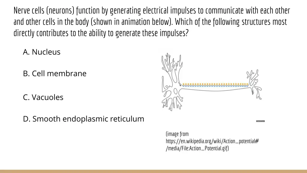 nerve cells neurons function by generating