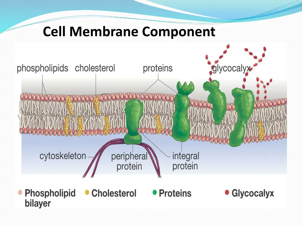 cell membrane component