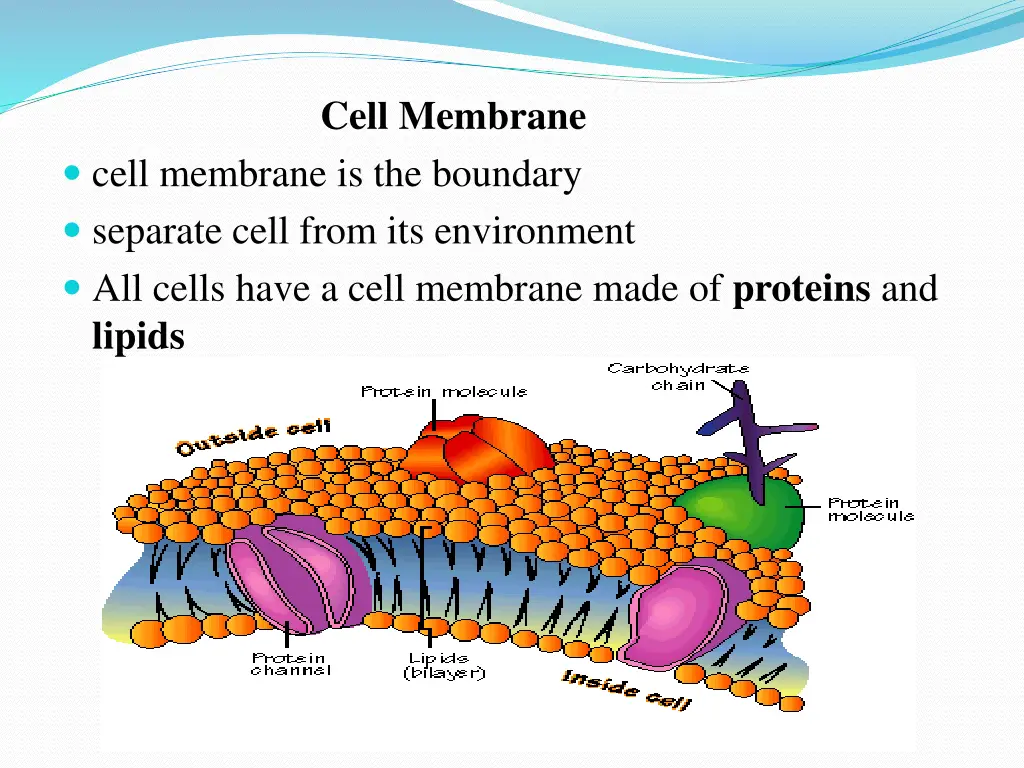 cell membrane