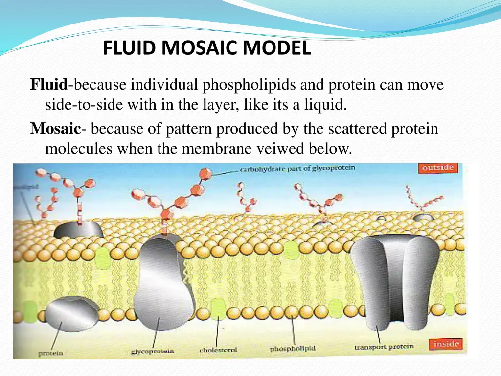 fluid mosaic model