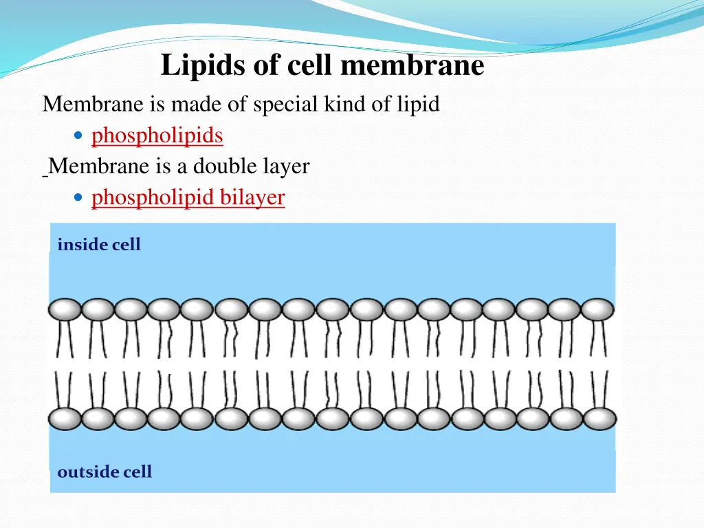 lipids of cell membrane membrane is made