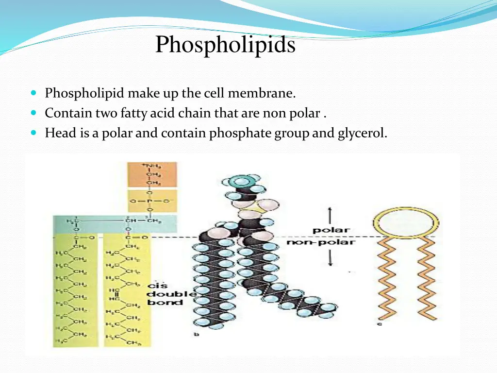phospholipids