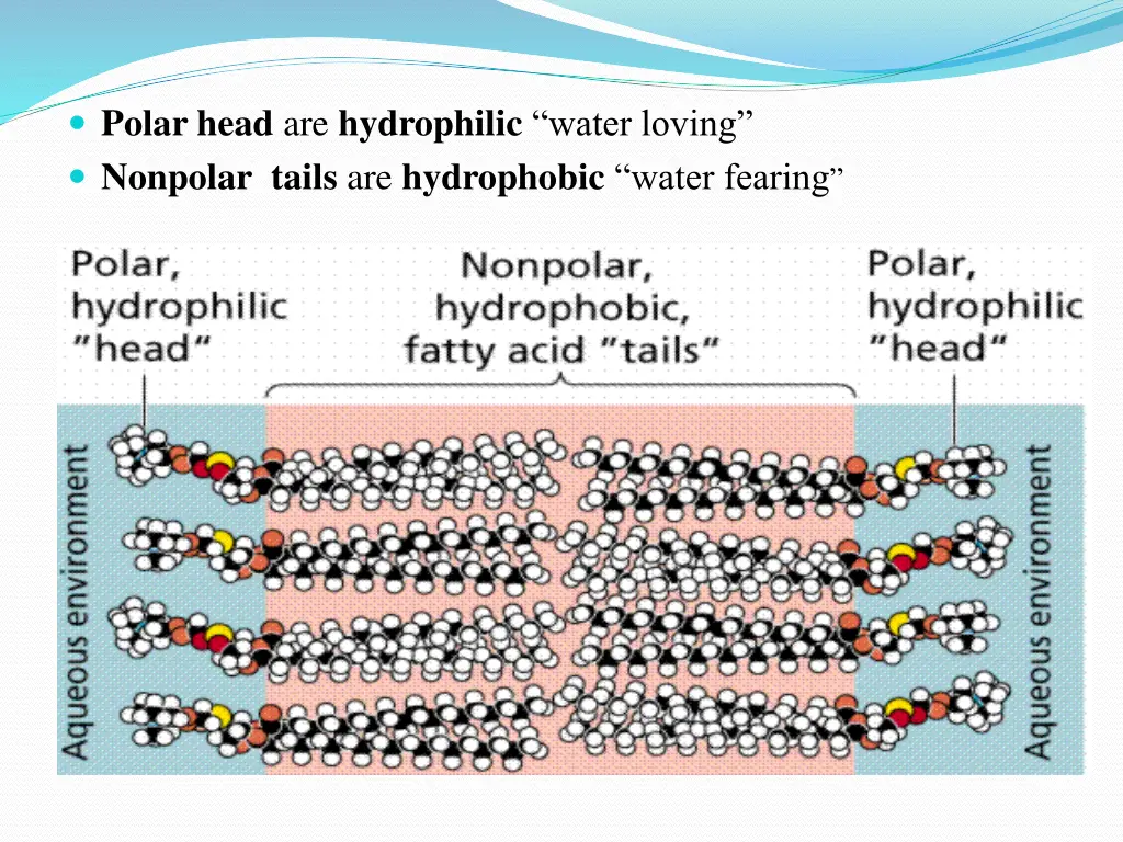 polar head are hydrophilic water loving nonpolar