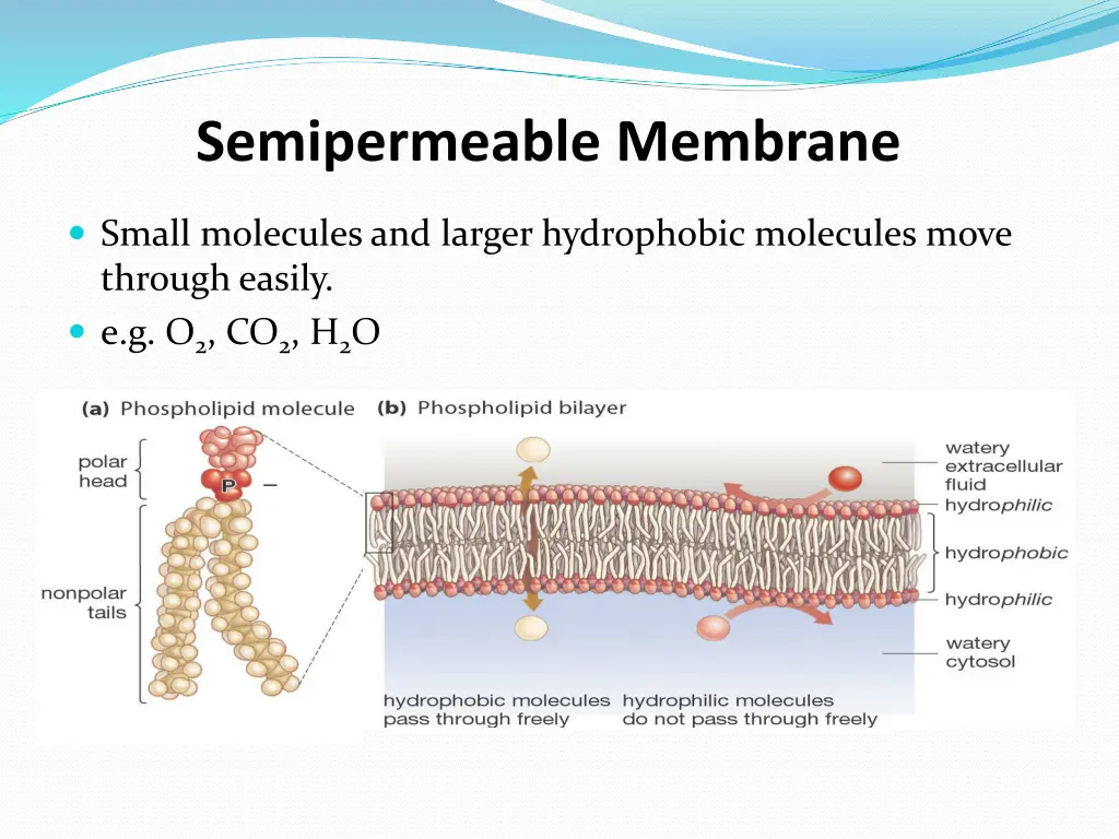 semipermeable membrane
