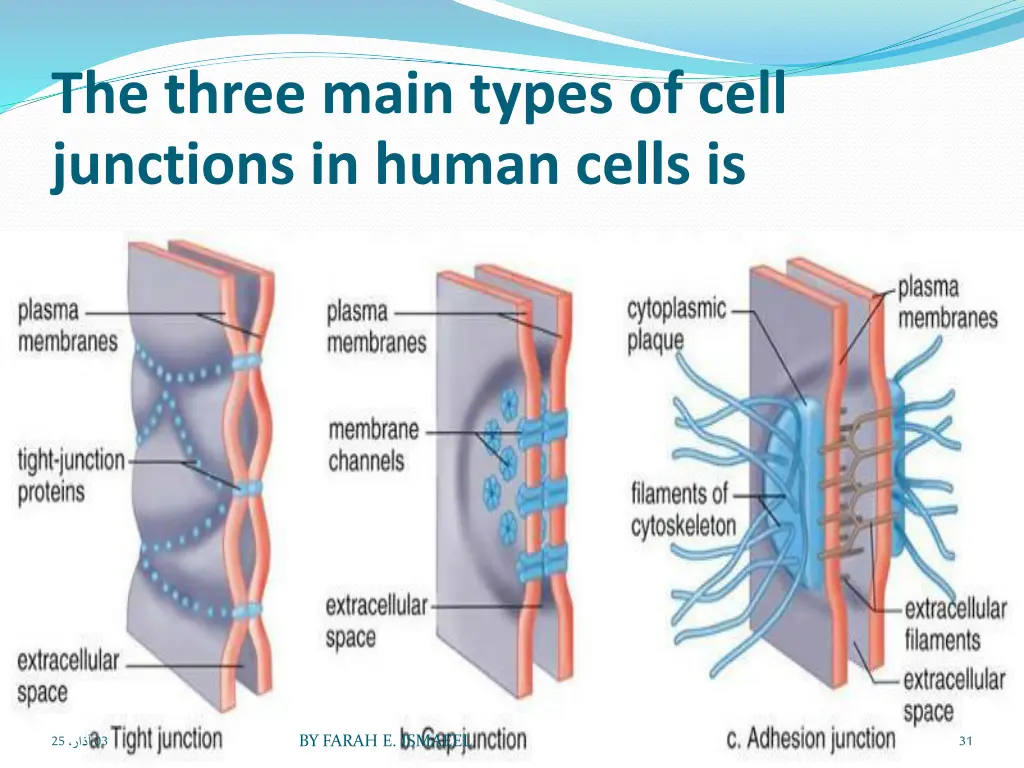 the three main types of cell junctions in human