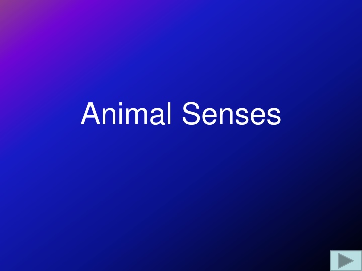 animal senses