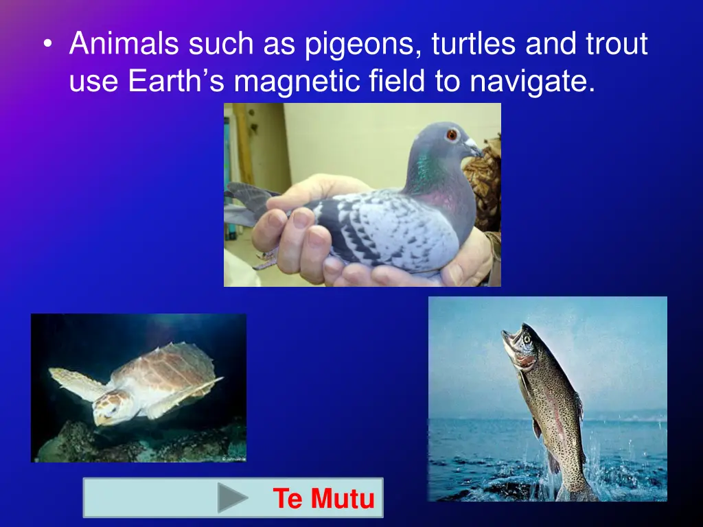 animals such as pigeons turtles and trout
