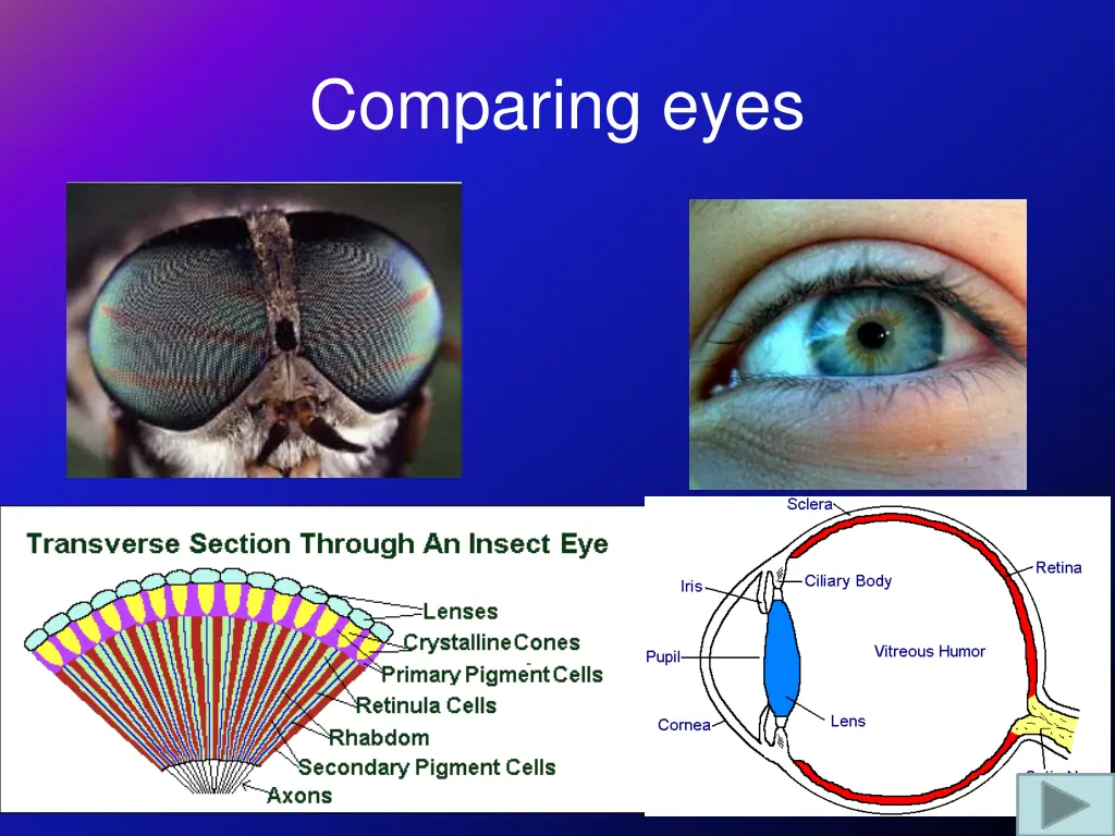 comparing eyes