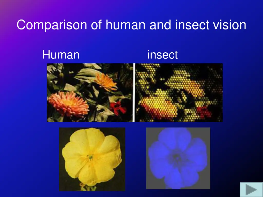 comparison of human and insect vision