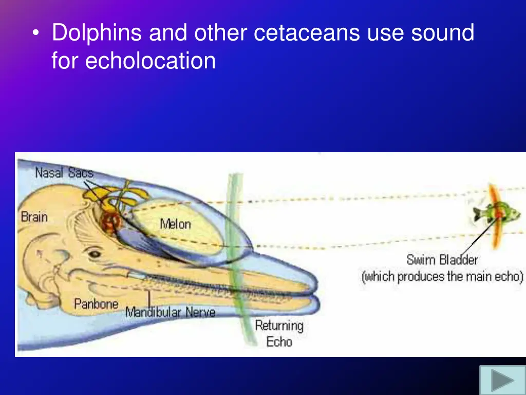 dolphins and other cetaceans use sound