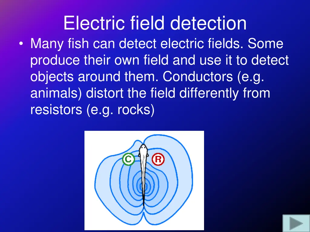 electric field detection many fish can detect