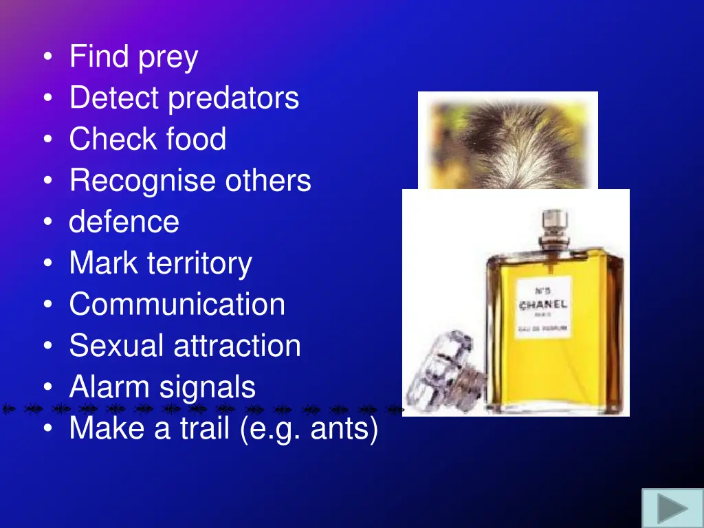 find prey detect predators check food recognise