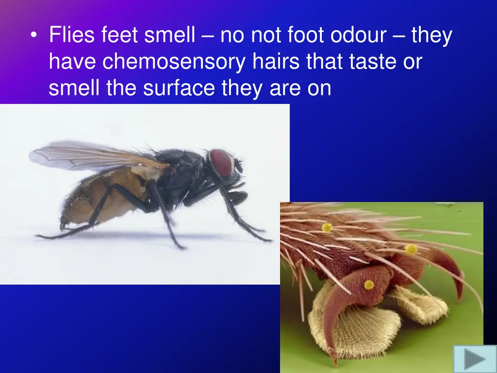 flies feet smell no not foot odour they have