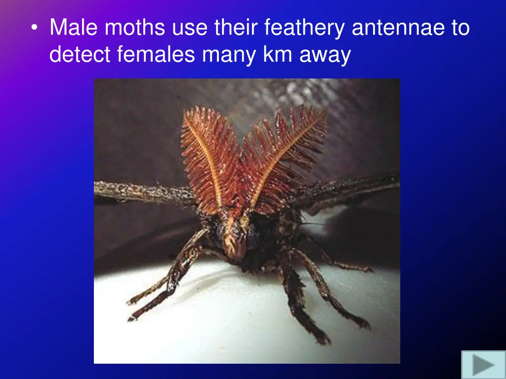 male moths use their feathery antennae to detect